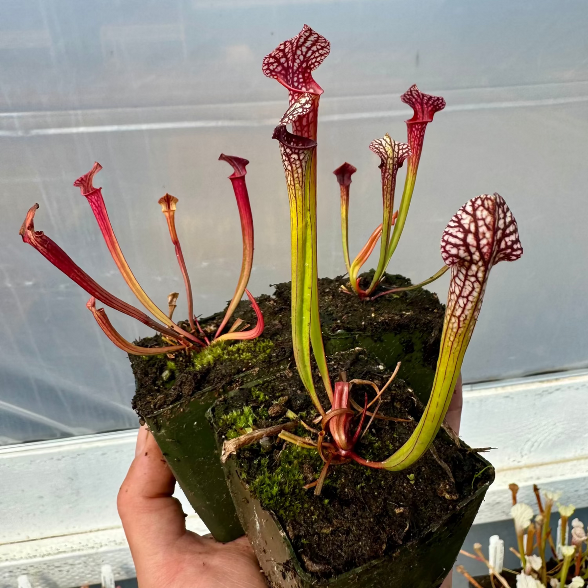 A hand holding two potted Sarracenia pitcher plant in dark soil, with several tall red and green pitcher tubes visible against a translucent greenhouse background.