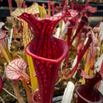 A close-up of a pitcher plant with a deep burgundy-red tubular trap and pale pink to pinkish-red veined leaves, surrounded by other similar plants in a nursery setting.