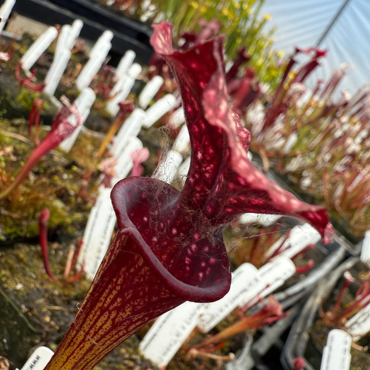 A close-up of a deep burgundy pitcher plant with mottled purple spots and yellow-brown striations on its tubular bloom, photographed in a greenhouse among other plant tags.