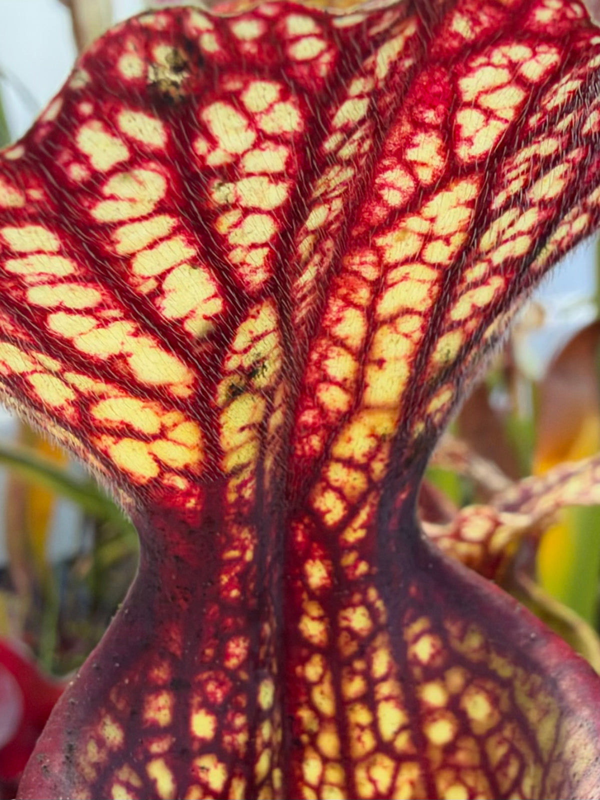 A close up of a sarracenia throat that is red and yellow