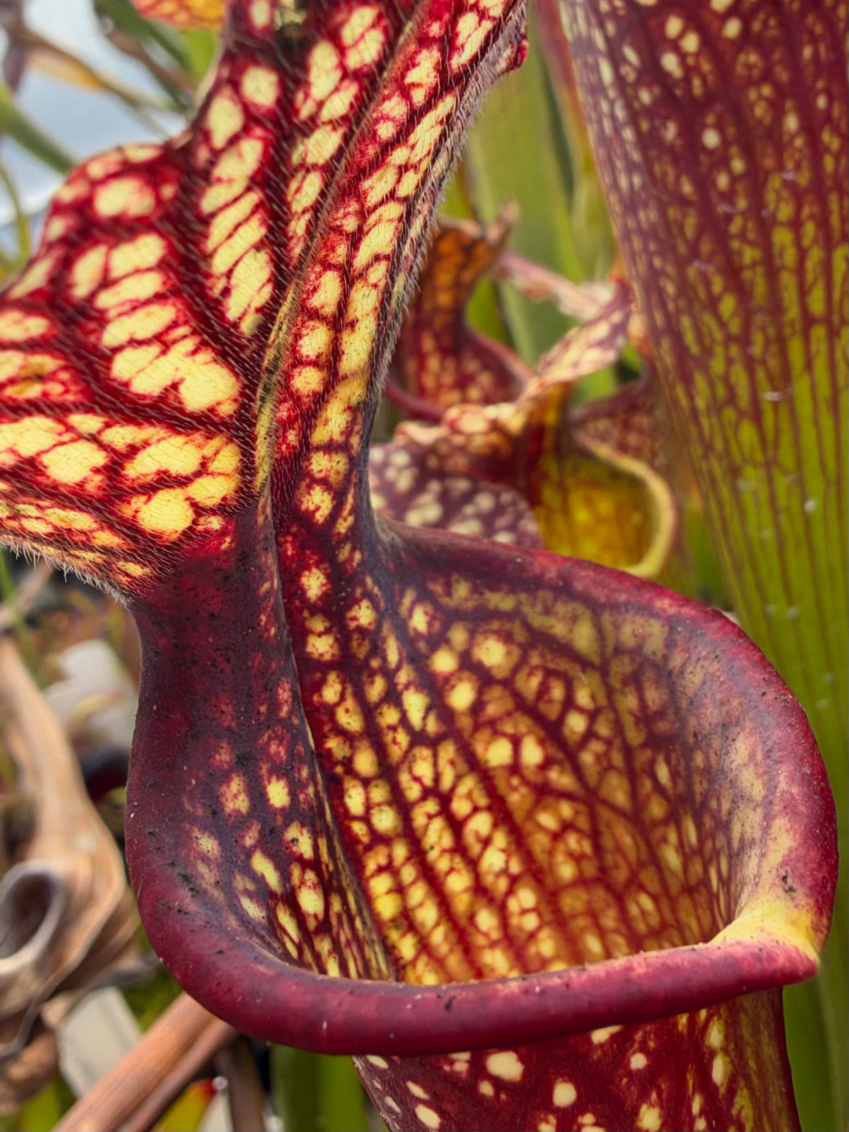 A close up of a red and green sarracenia pitcher