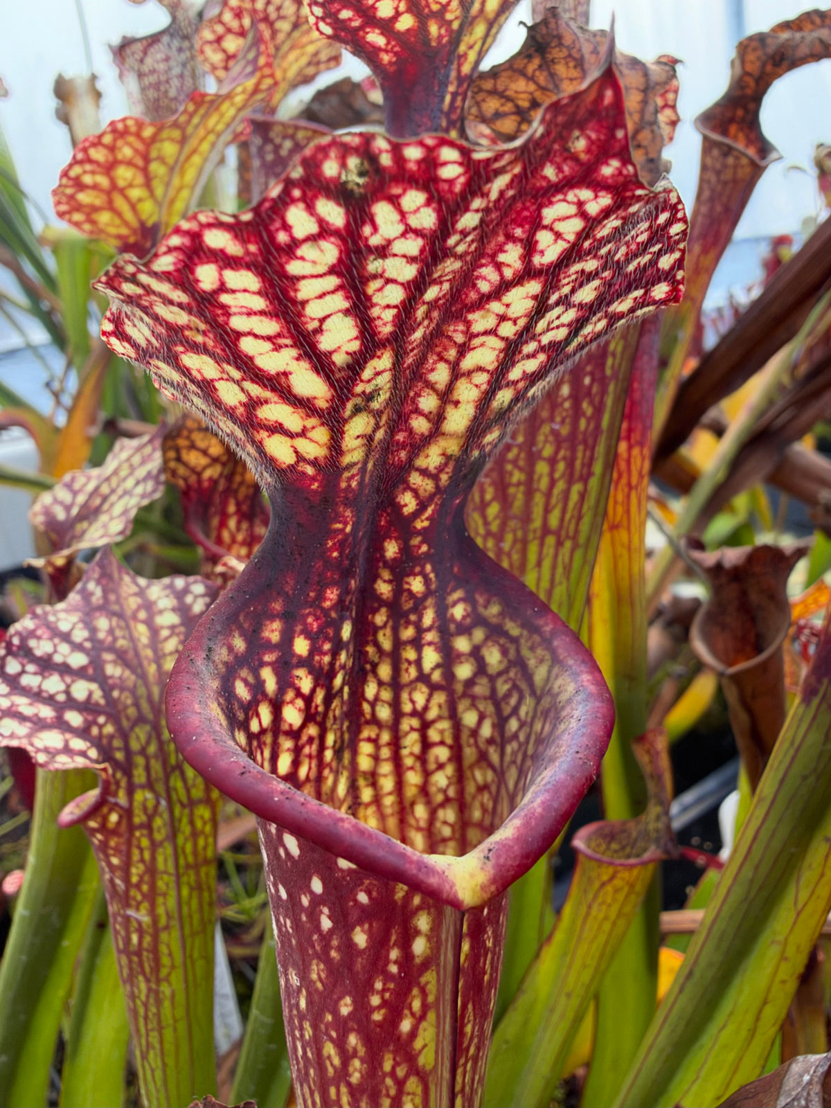 A close up of a red and green sarracenia pitcher