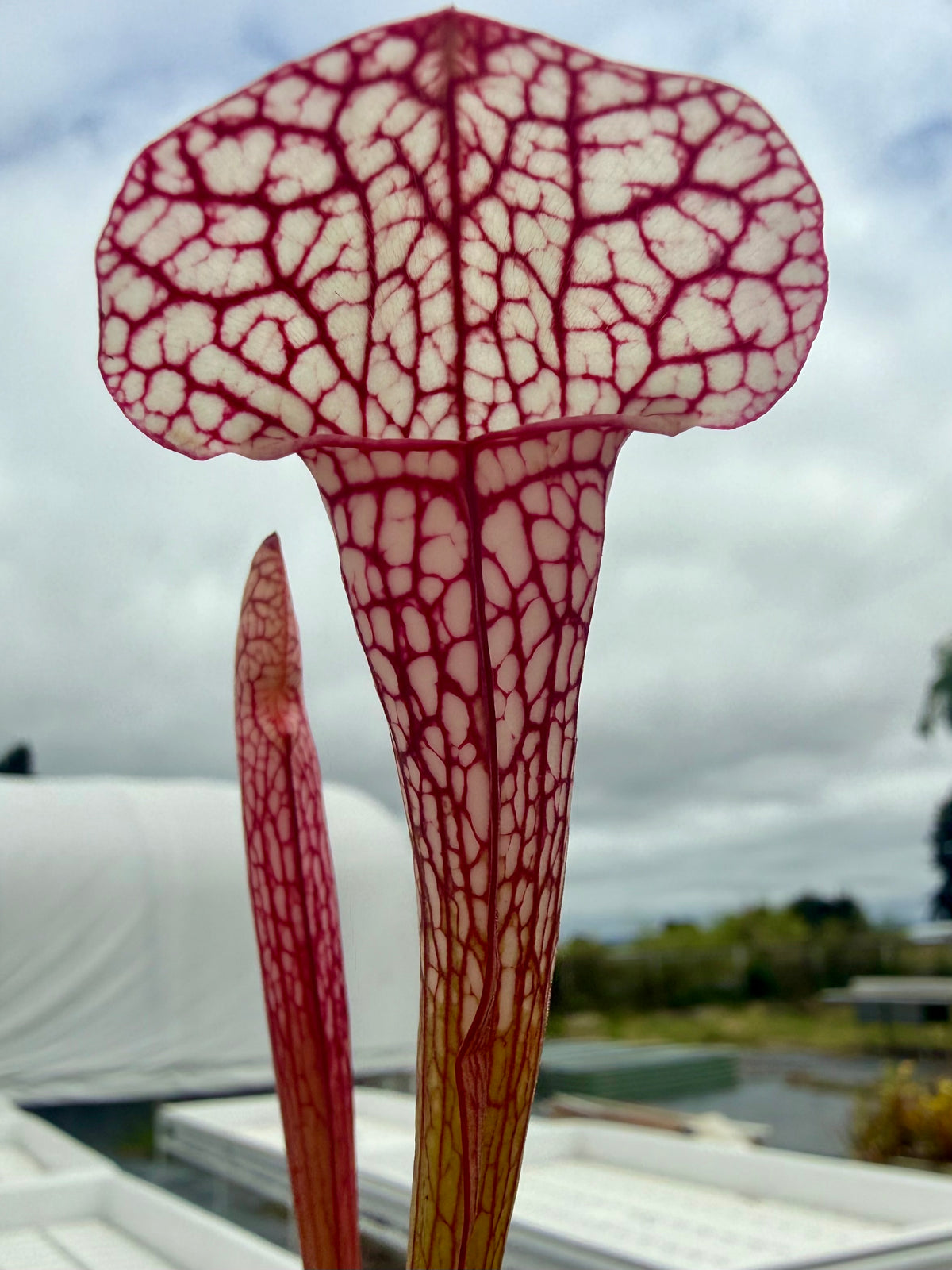 Close-up of a pitcher plant with a blurred outdoor background