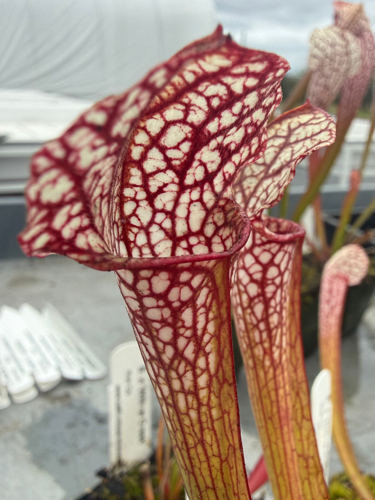 Close-up of a pitcher plant with intricate red and white patterns.