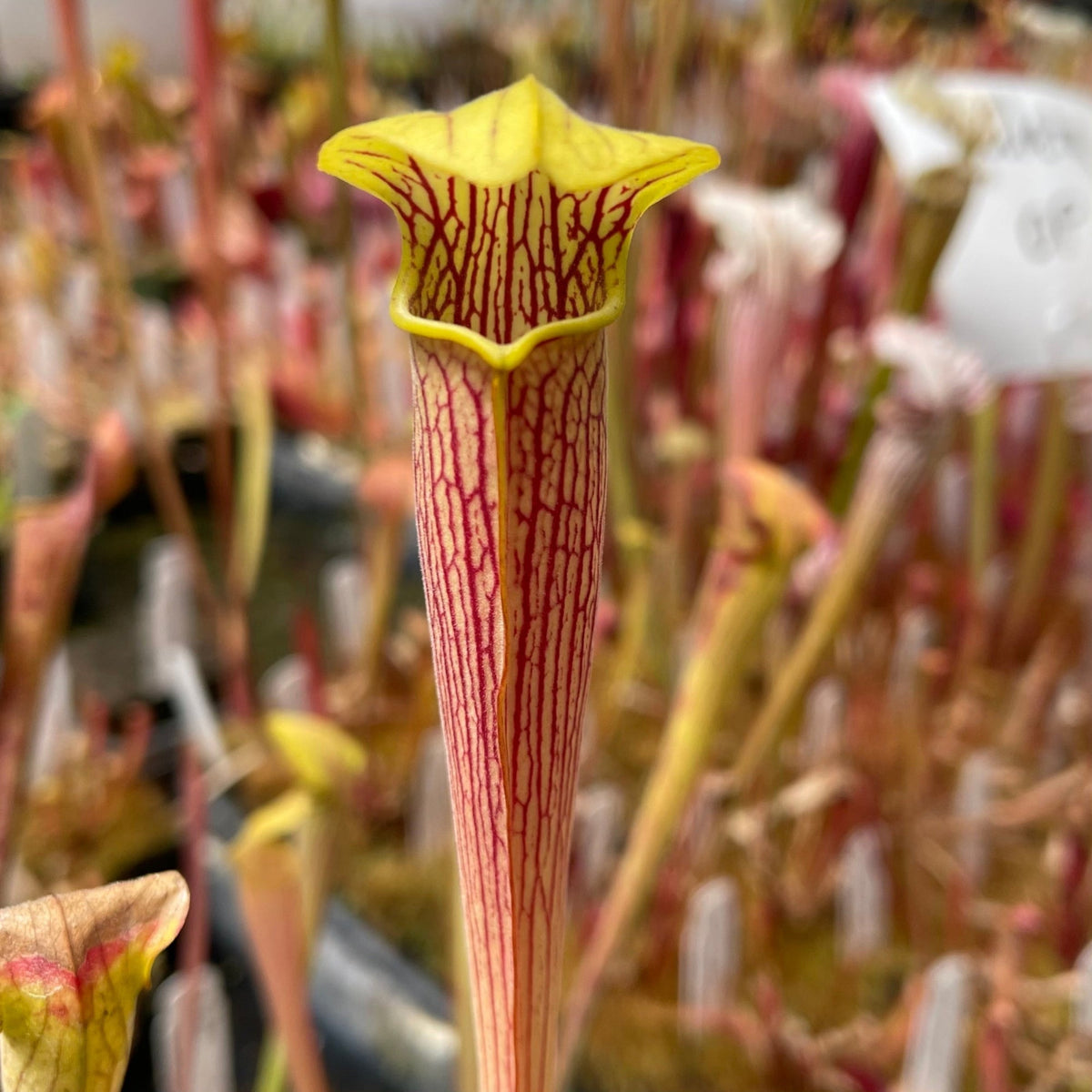 A close-up of a Sarracenia pitcher plant with a yellow flared mouth and a pinkish-red tubular body covered in dark red veins, set against a blurred background of other plants.