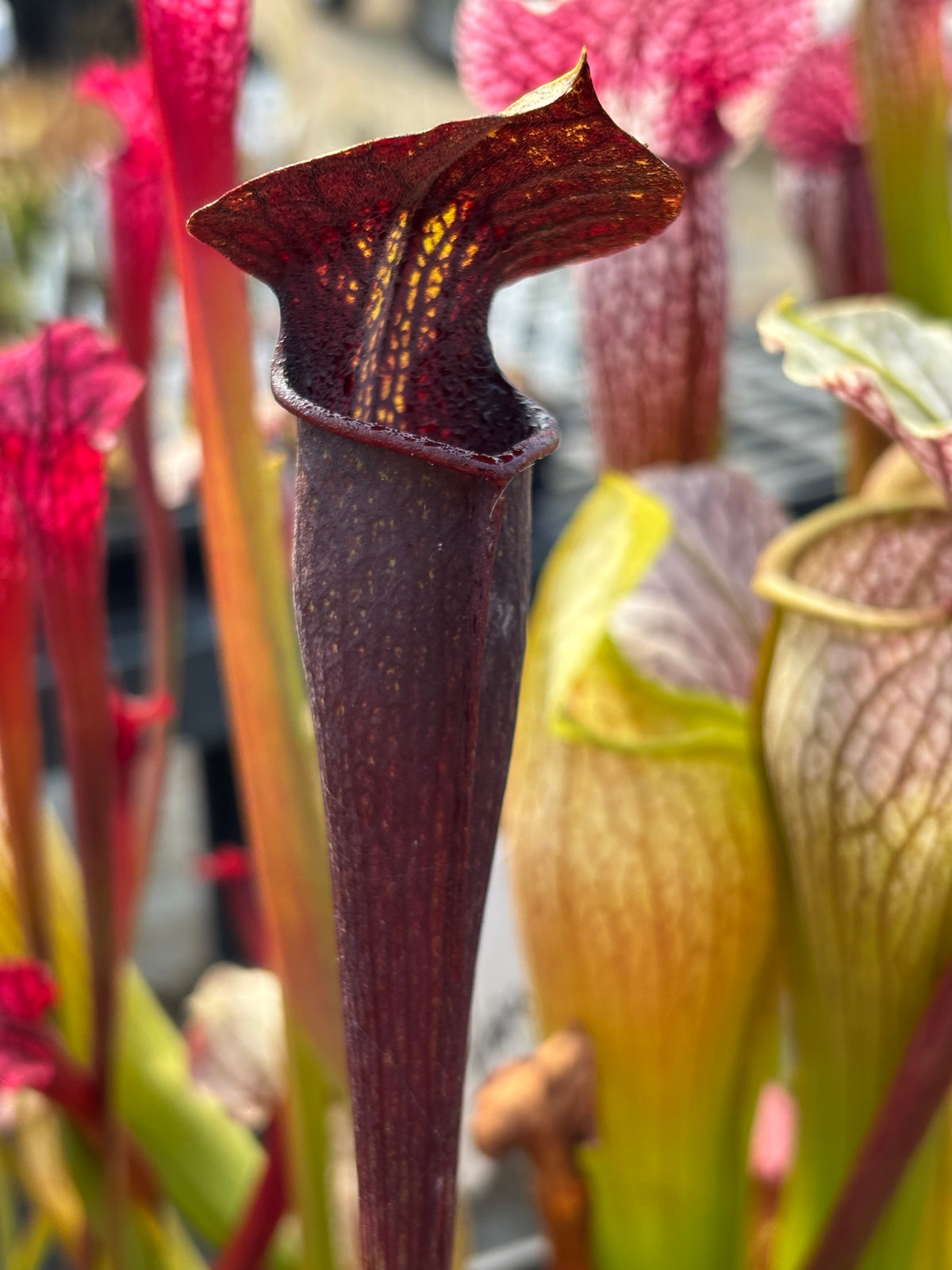 A dark red sarracenia pitcher stand amongst other pitchers in a plant nursery 