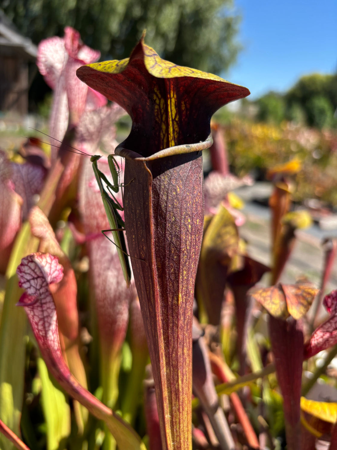 A preying mantis rests on the side a dark red pitcher plant in an outdoor setting 