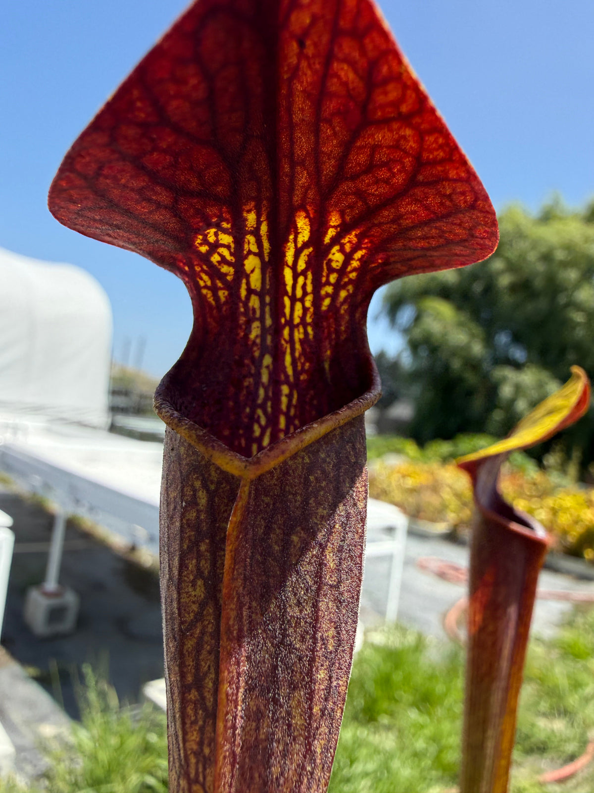 Sarracenia alata Dark Red Pitcher Plant