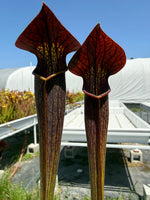 Sarracenia alata Dark Red Pitcher Plant