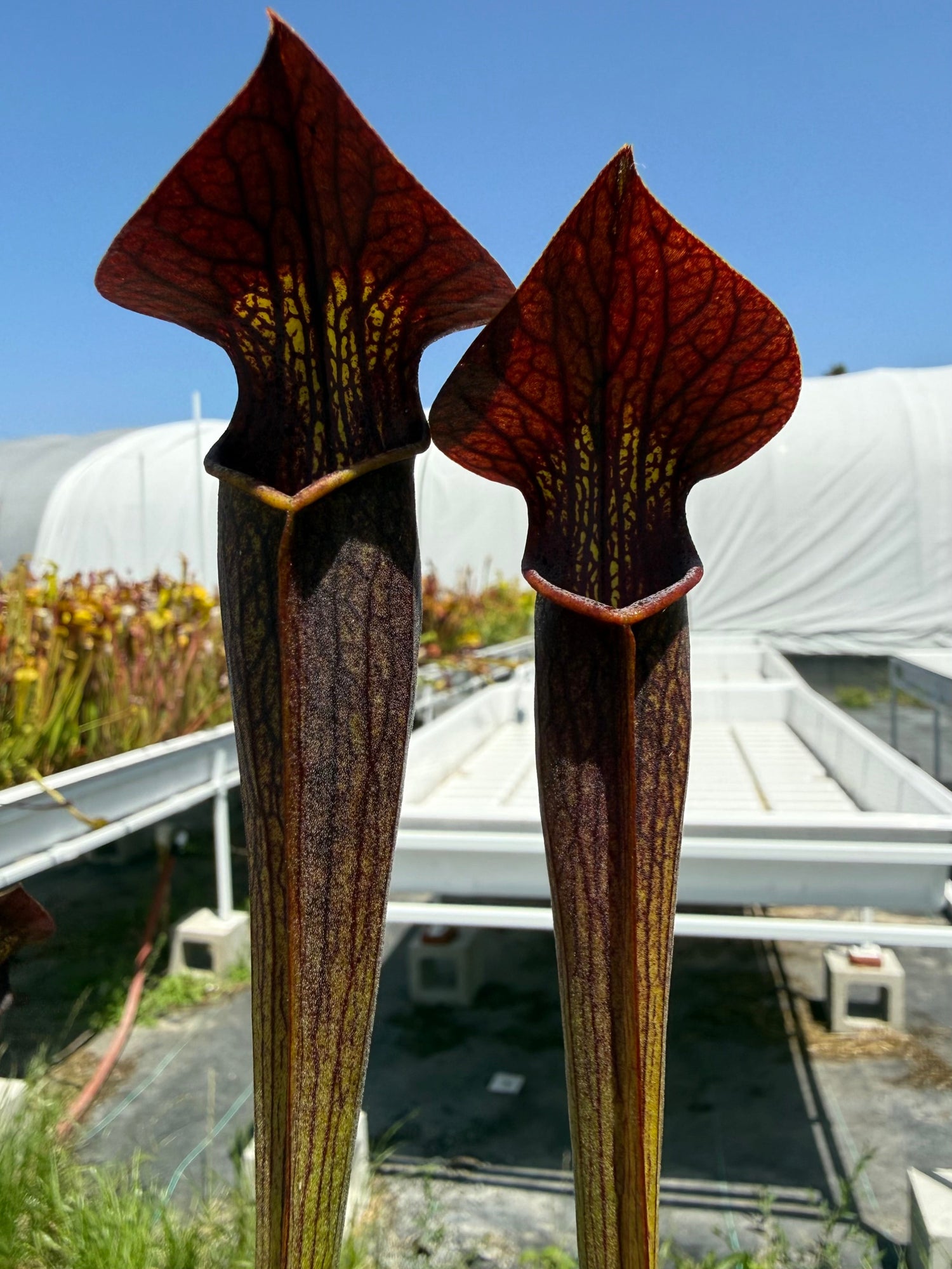 Sarracenia alata Dark Red Pitcher Plant