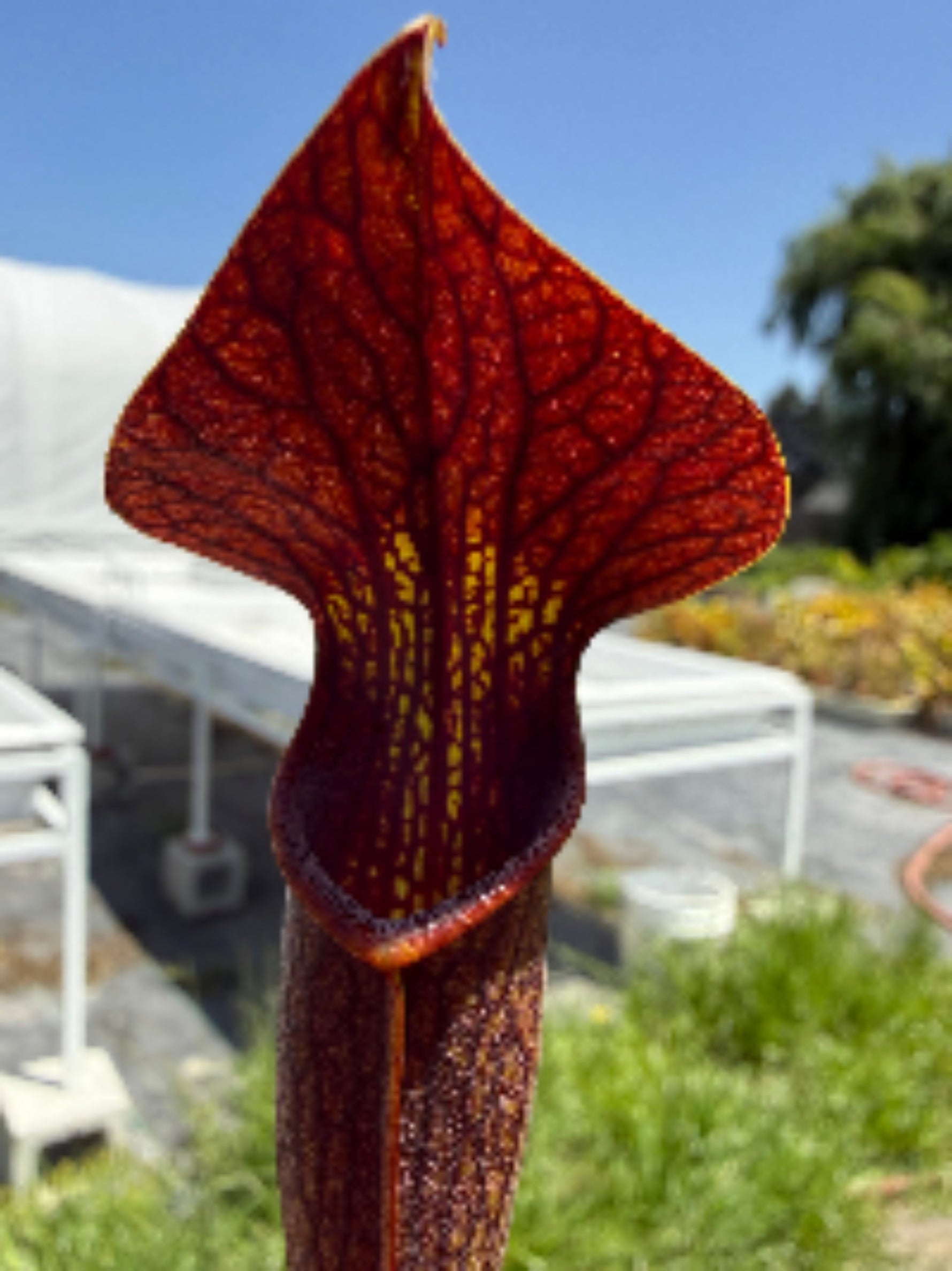 Sarracenia alata Dark Red Pitcher Plant