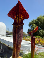 Sarracenia alata Dark Red Pitcher Plant