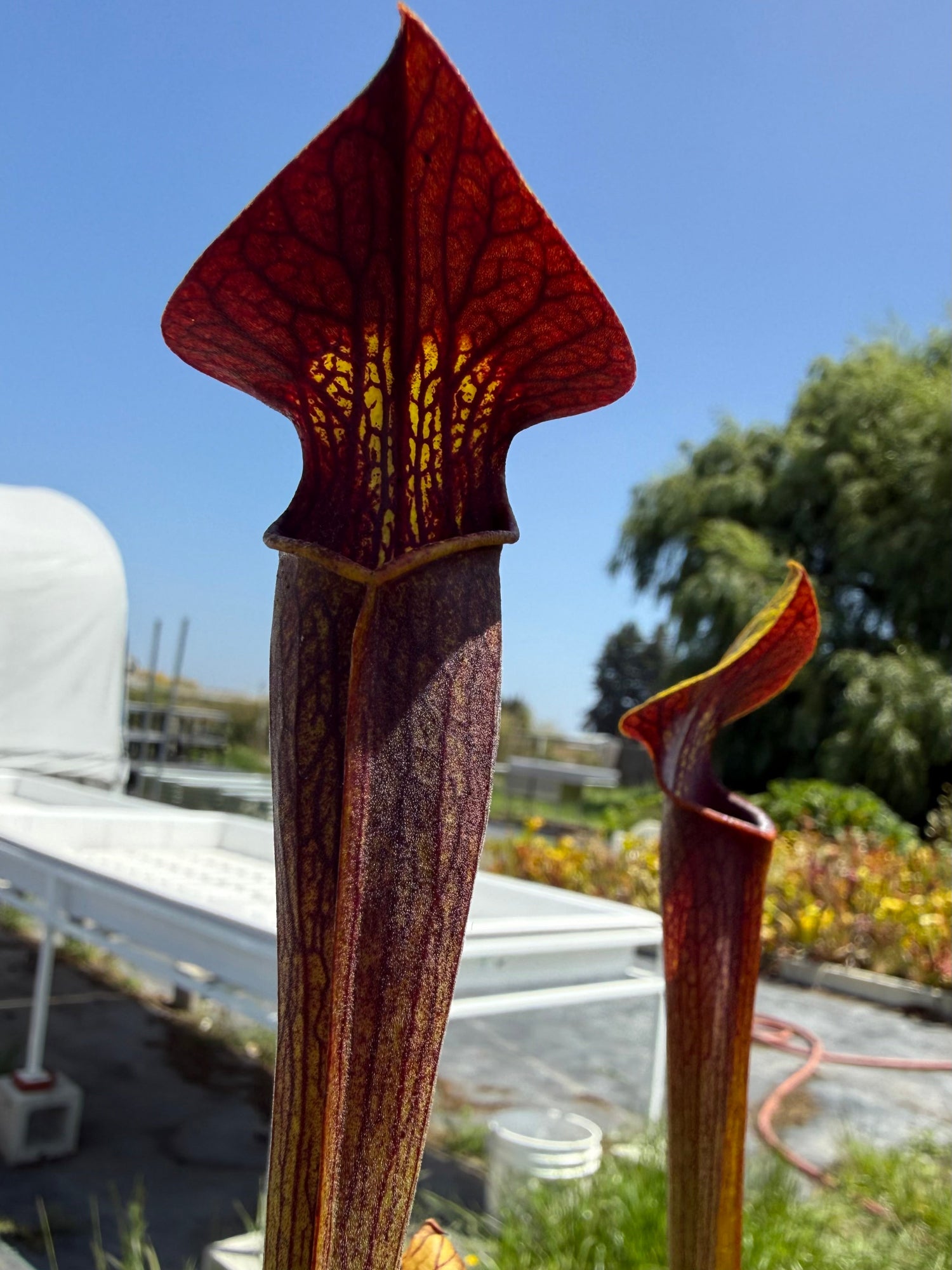 Sarracenia alata Dark Red Pitcher Plant