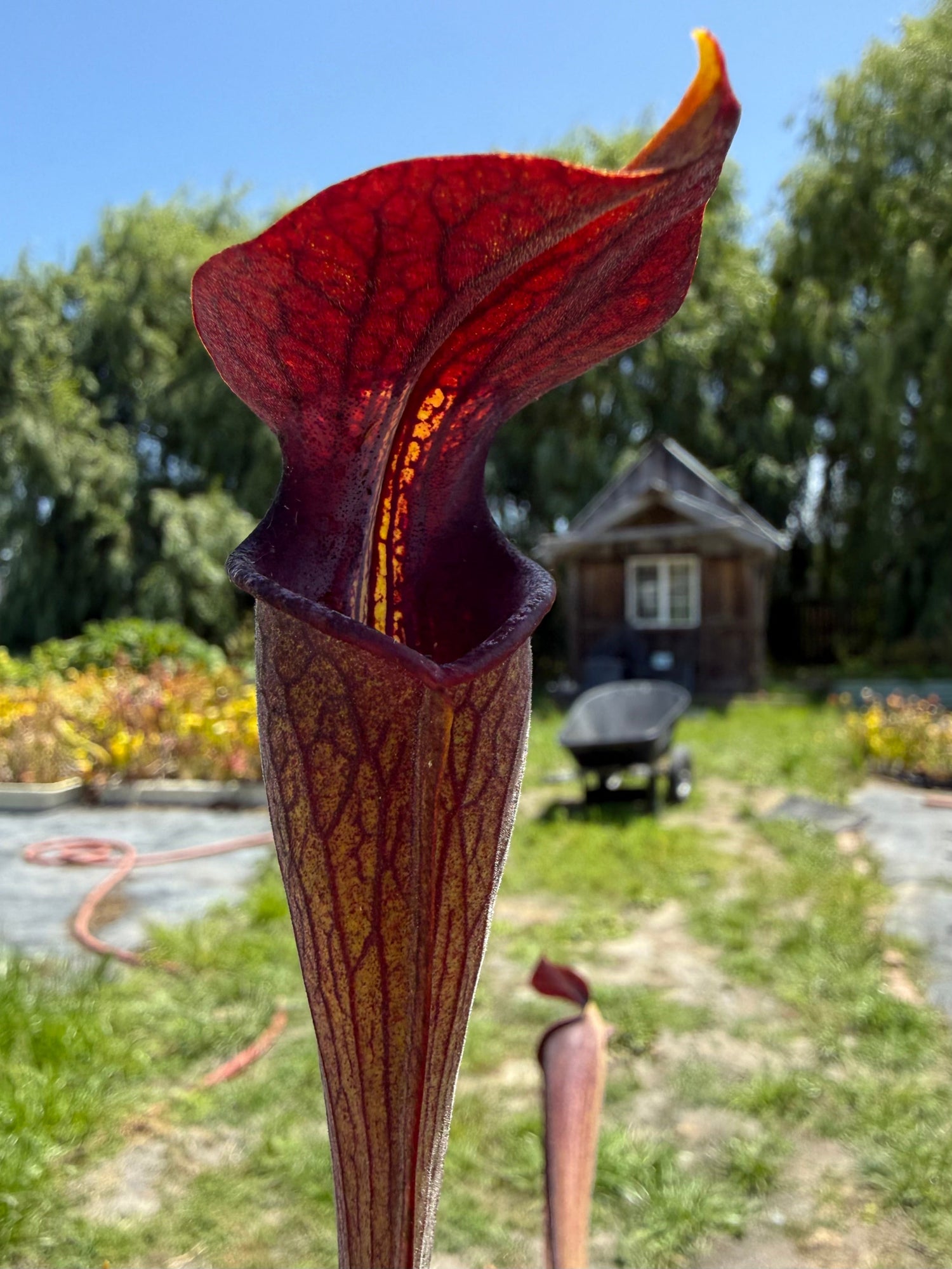 Sarracenia alata DeSoto National Forest, MA, Stocky Black Tube Pitcher Plant