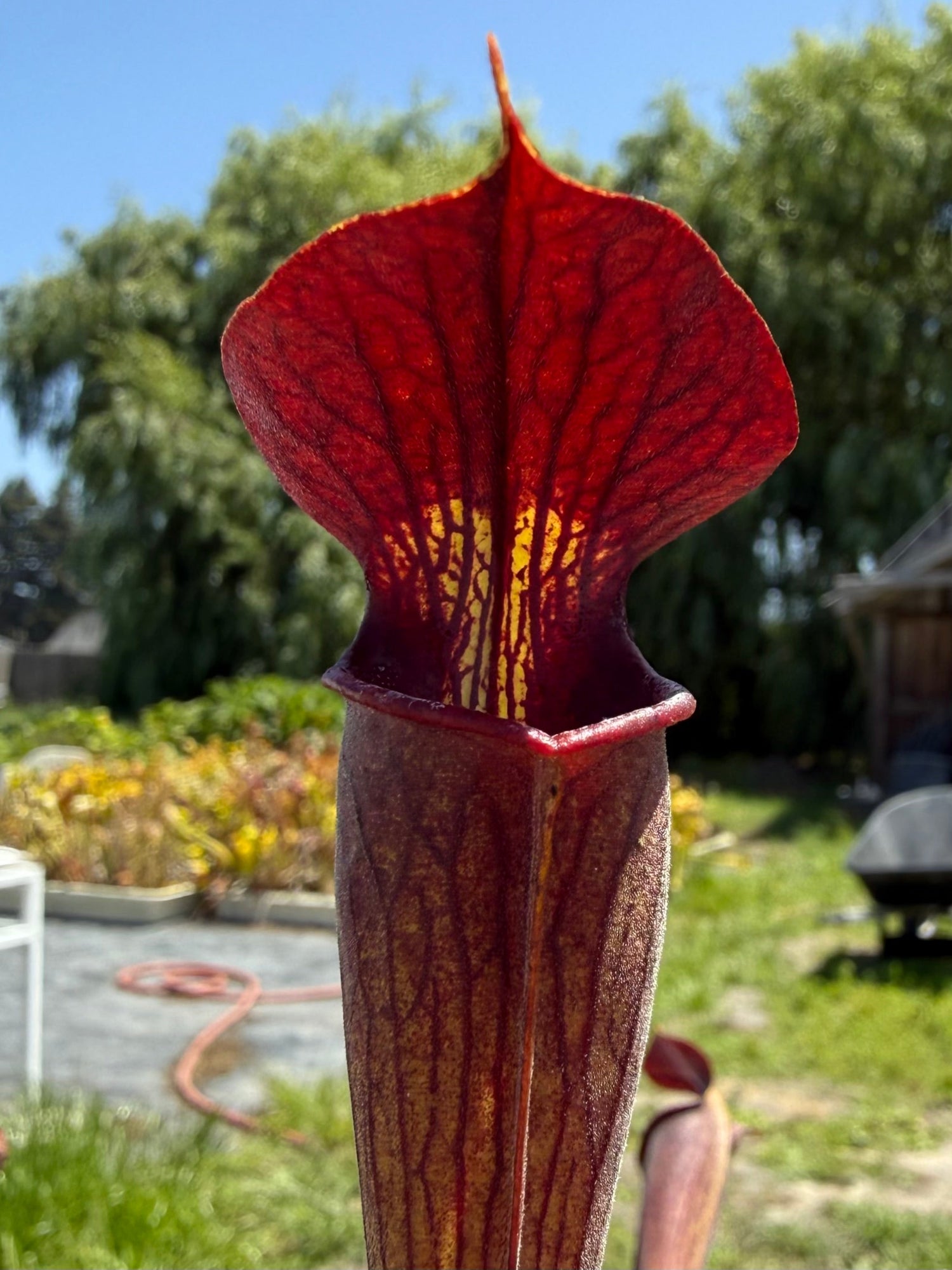 Sarracenia alata DeSoto National Forest, MA, Stocky Black Tube Pitcher Plant