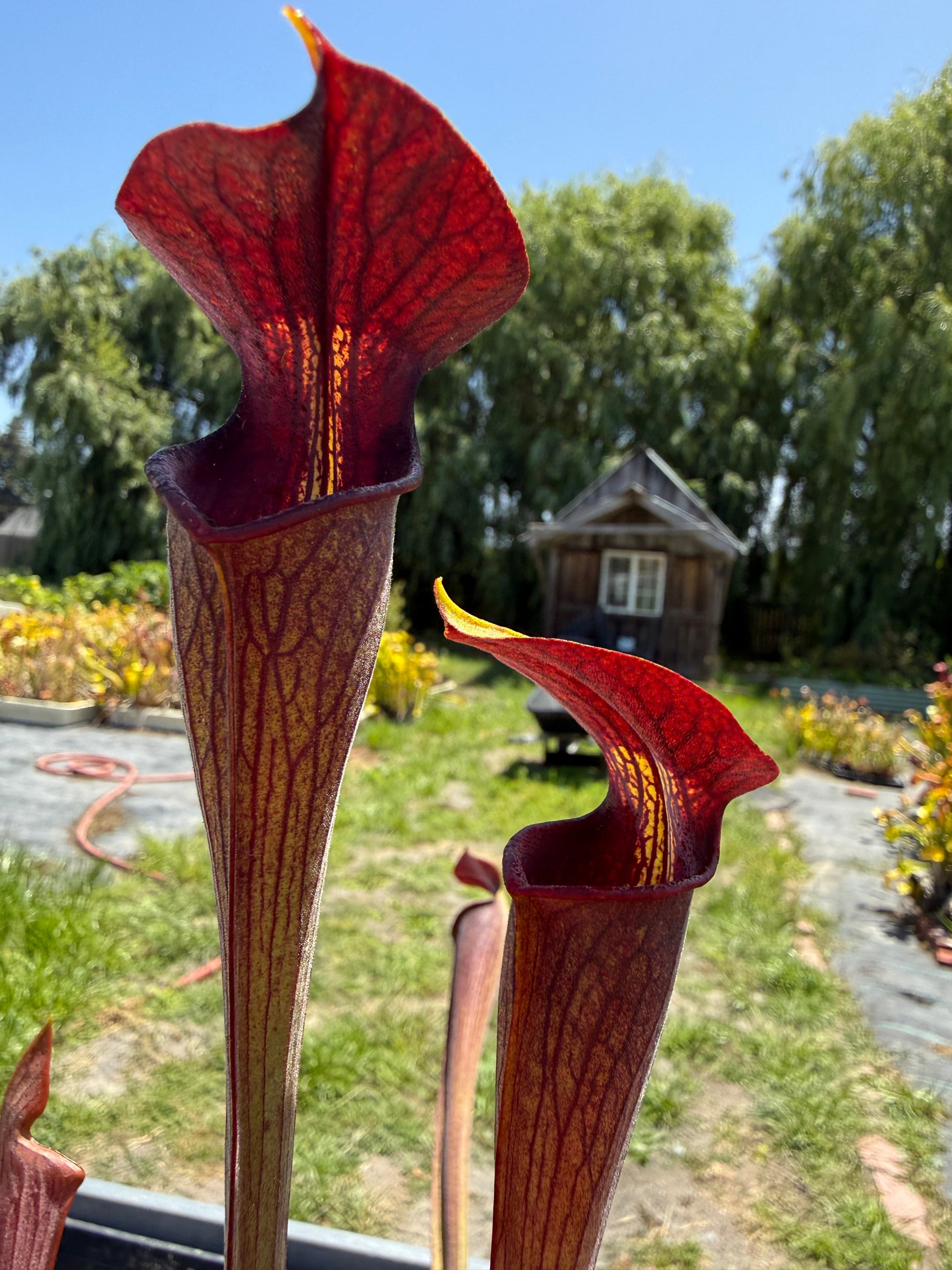 Sarracenia alata DeSoto National Forest, MA, Stocky Black Tube Pitcher Plant