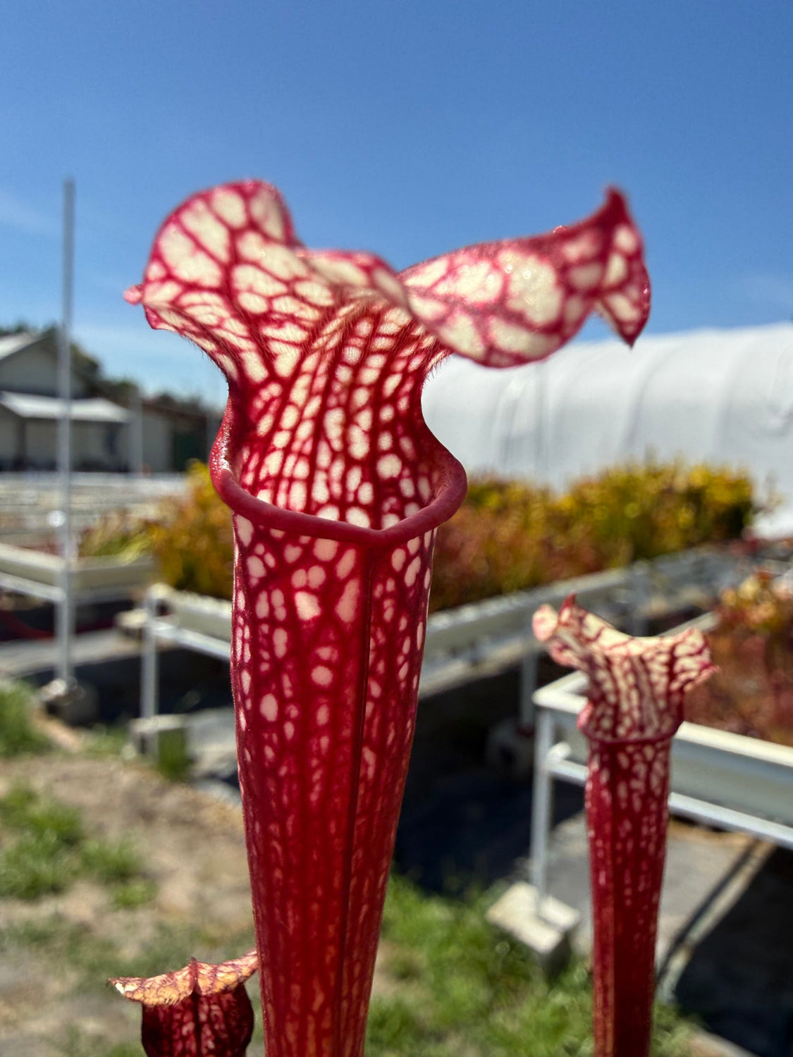 Close-up of a red and white pitcher plant with blurred background