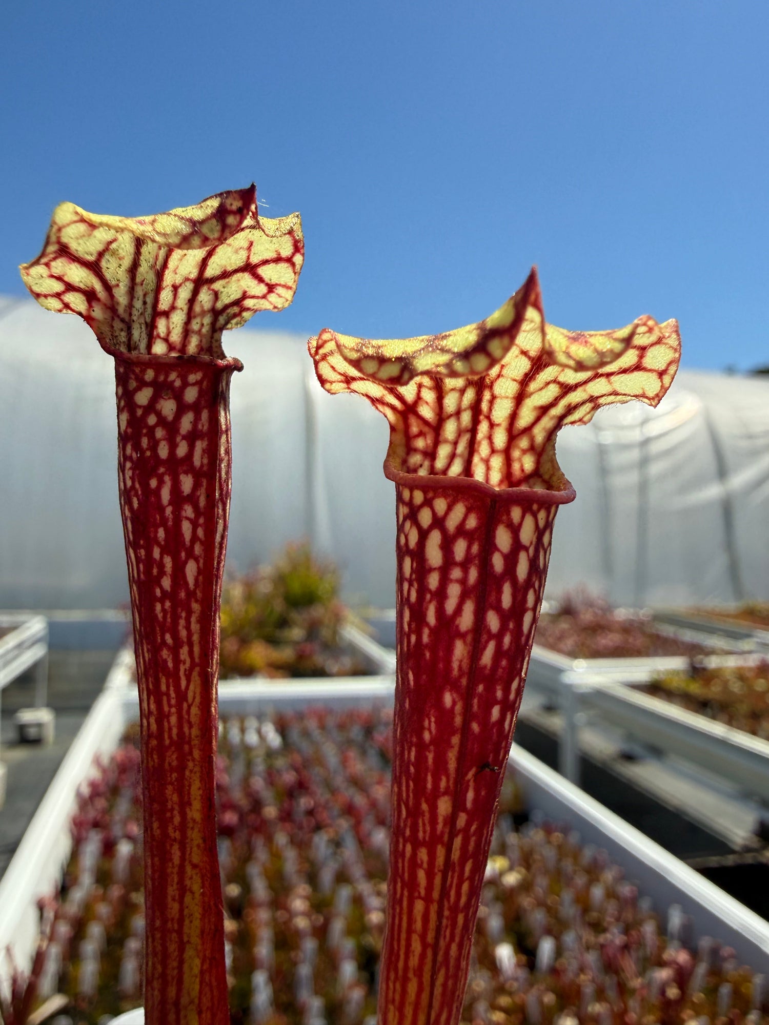 Sarracenia alata Giant Wide Lid MKA46 x leucophylla Calens Super