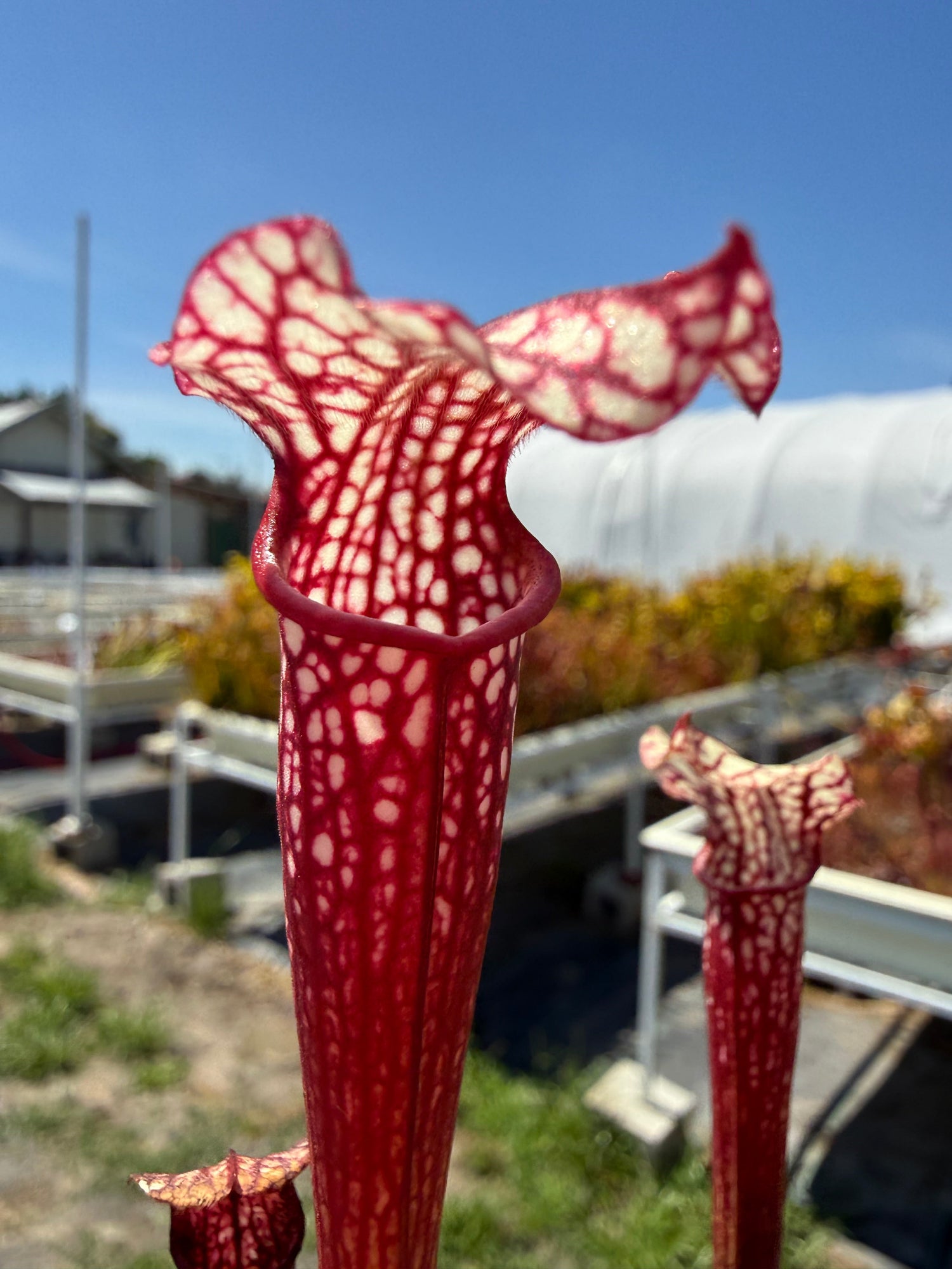 Sarracenia alata Giant Wide Lid MKA46 x leucophylla Calens Super Pitcher Plant