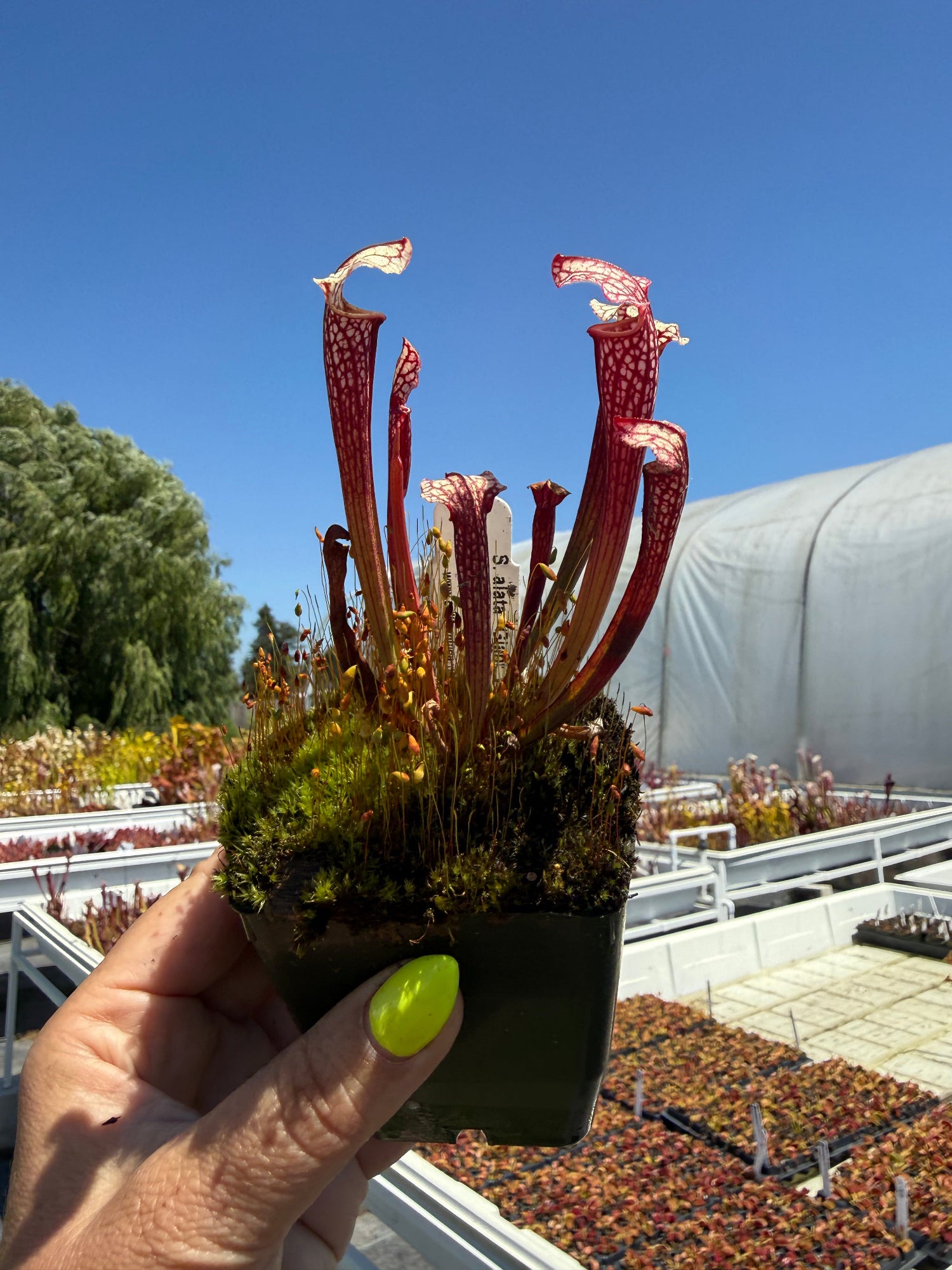 Sarracenia alata Giant Wide Lid MKA46 x leucophylla Calens Super Pitcher Plant
