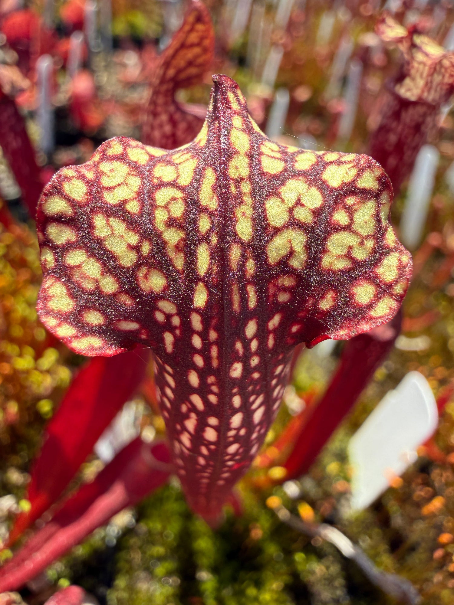 Sarracenia alata Giant Wide Lid MKA46 x leucophylla Calens Super