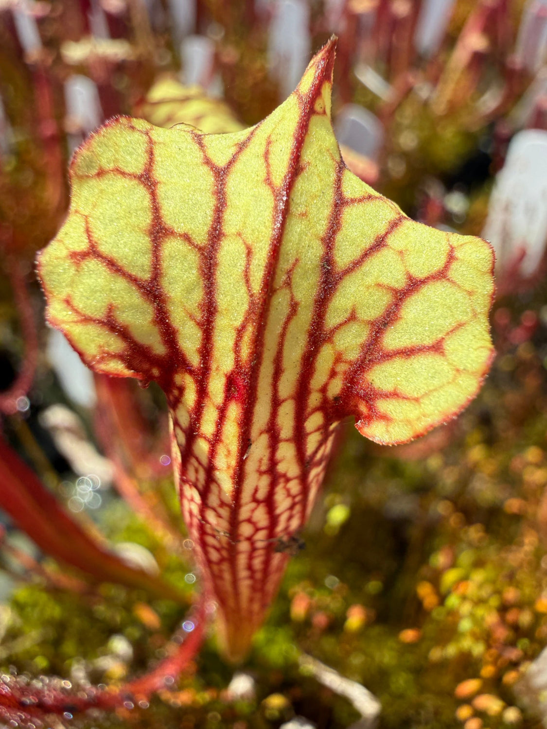 A close-up of a carnivorous plant featuring a yellow-green pitcher with prominent dark red veins and reddish-brown lobes, set against a natural, mossy background.