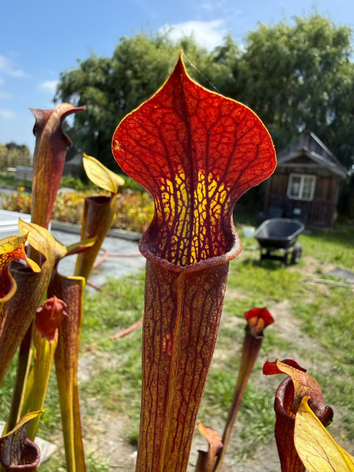 Close-up of a pitcher plant with a reddish-orange and yellow trap, photographed outdoors with grass, trees, and a small structure blurred in the background.