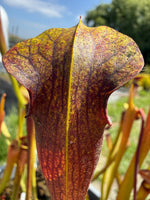 A close-up of a pitcher plant with a large, elongated trap featuring mottled brown, reddish, and yellow-green patterns, set against a blurred outdoor background.