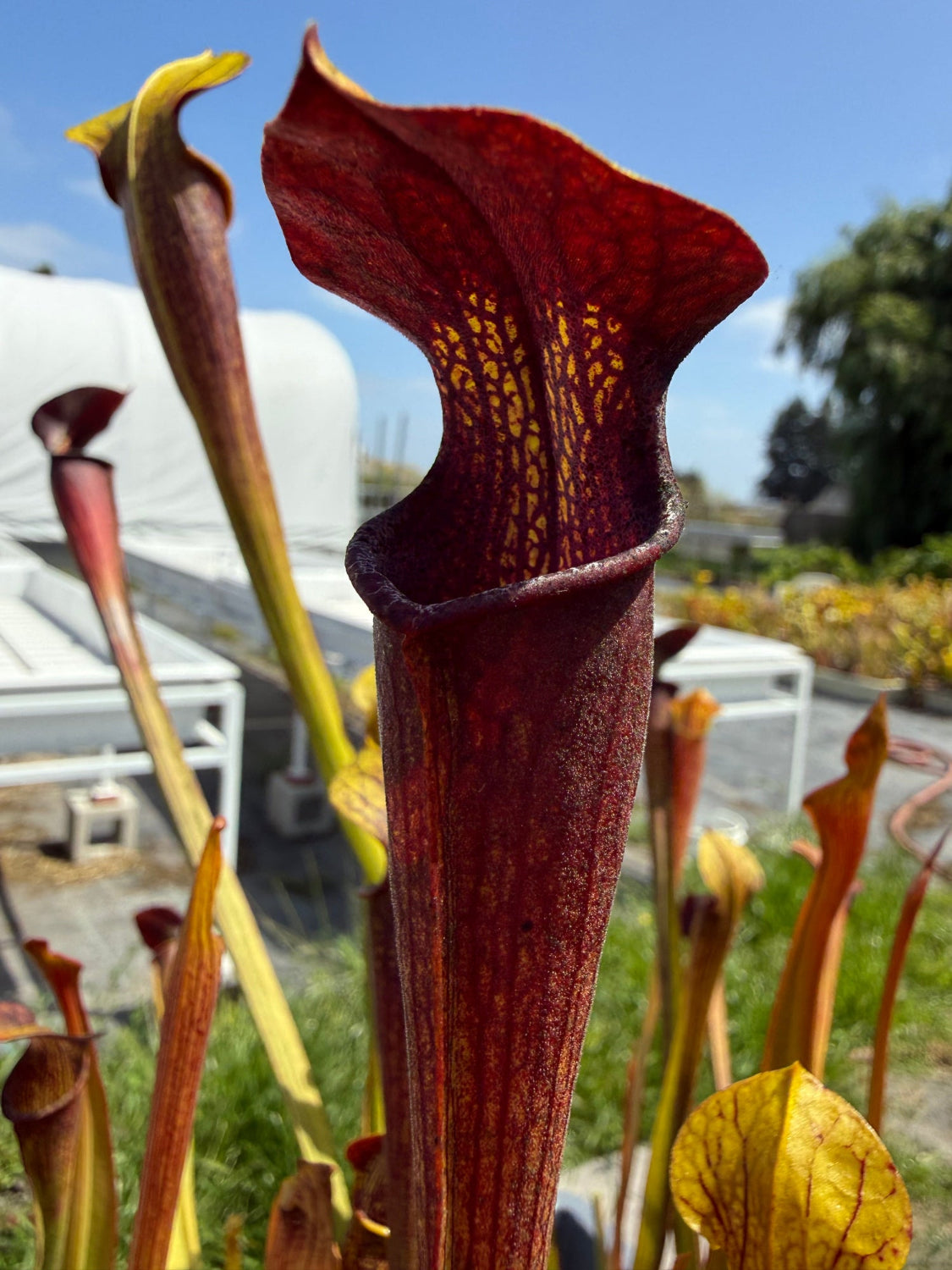 A close-up of a carnivorous pitcher plant with a dark reddish-brown pitcher and yellow speckled inner lining, set against a blurred outdoor background of other plants and a blue sky.