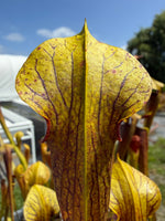 Sarracenia alata Night x self UCD Select Pitcher Plant