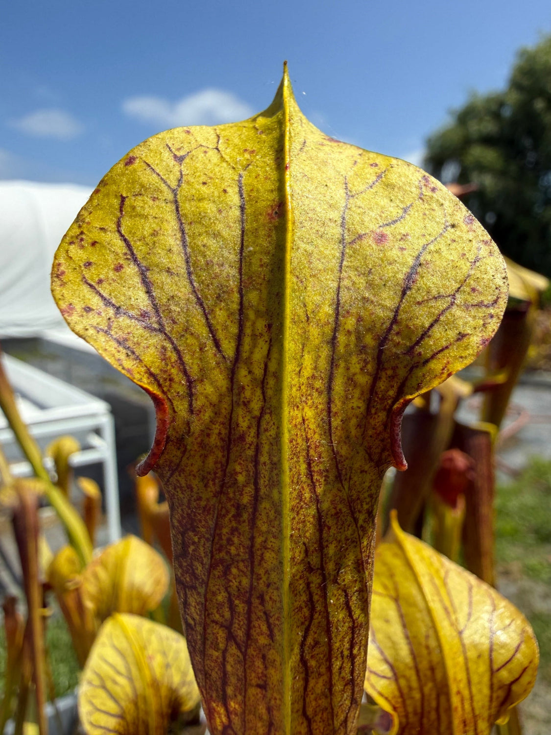 A close-up of a pitcher plant leaf with a yellow-green surface and prominent reddish-brown veins, photographed outdoors against a blue sky and blurred background foliage.