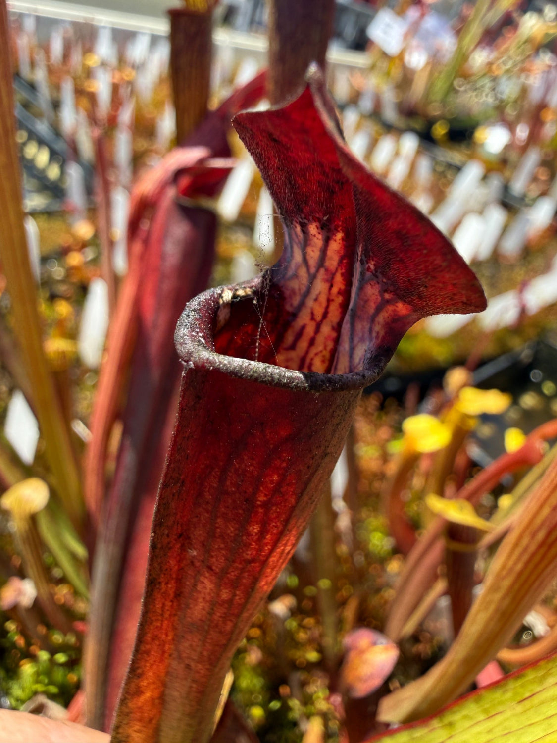 Close-up of a pitcher plant with a blurred background