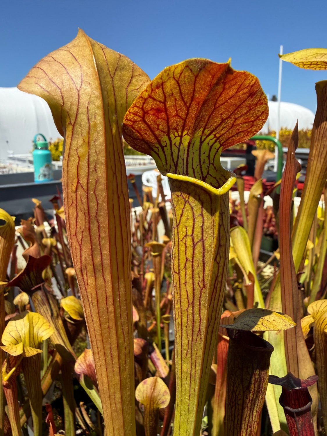 Close-up of several Sarracenia pitcher plants with tall yellow-green pitchers and reddish-brown flared tops, photographed outdoors against a blue sky with some garden structures in the background.