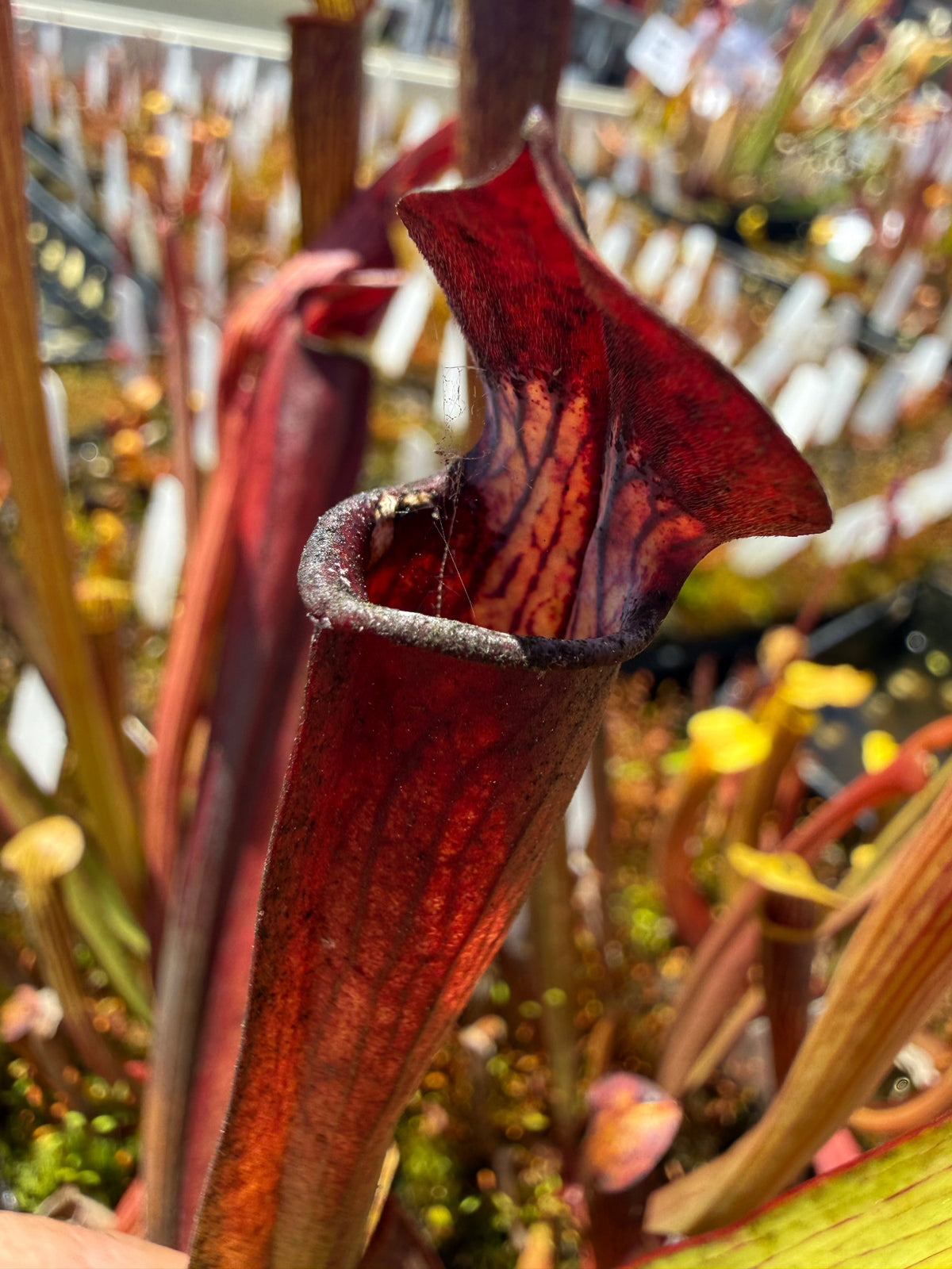 Sarracenia alata Night x self x alata Giant Red Tube MKA48 Pitcher Plant