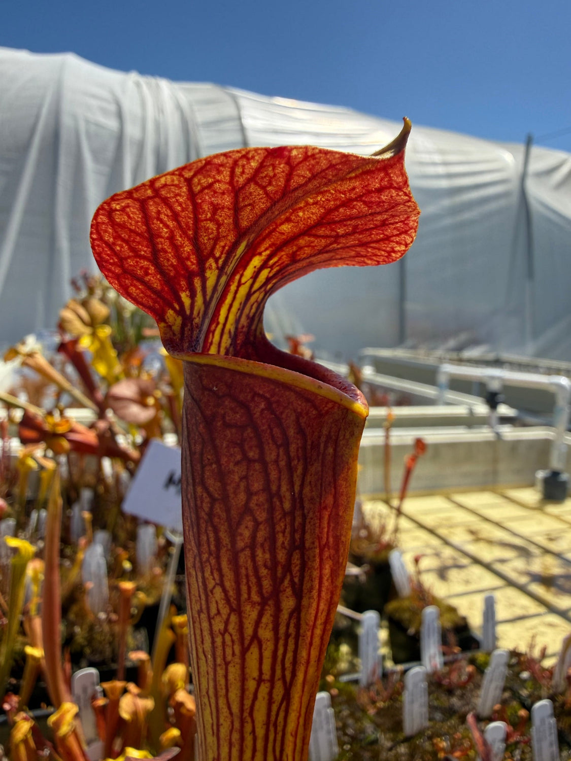 Close-up of a pitcher plant with a blurred background