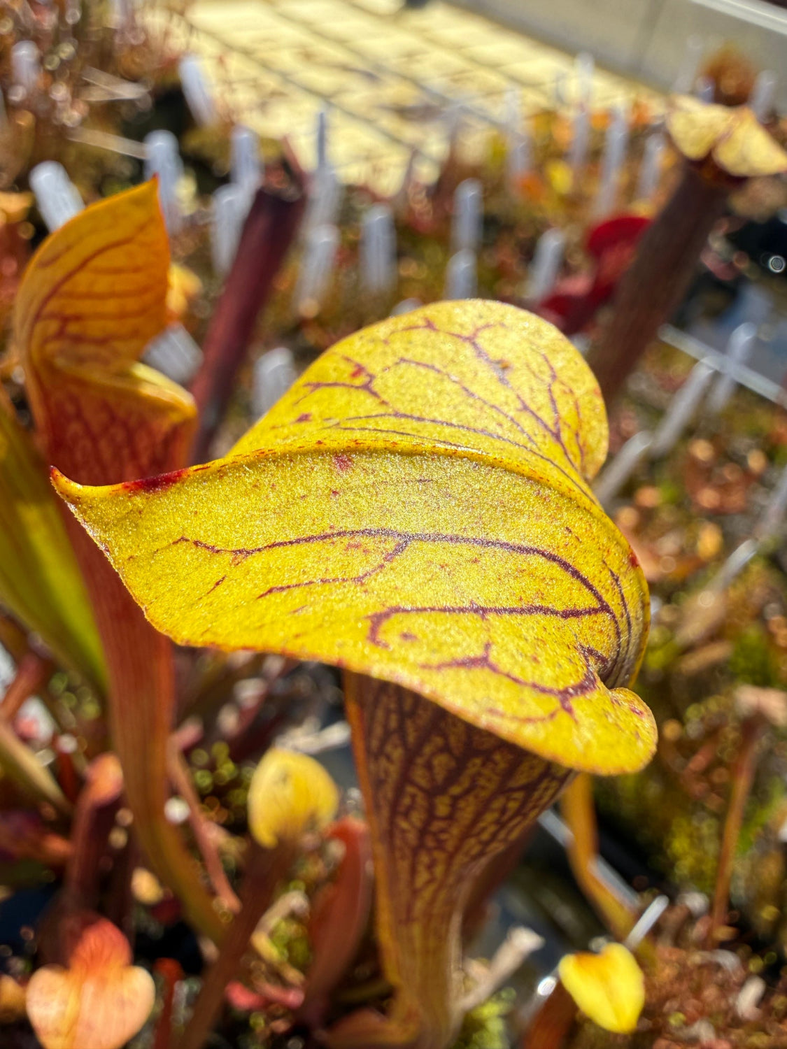 Close-up of a yellow pitcher plant with a blurred background