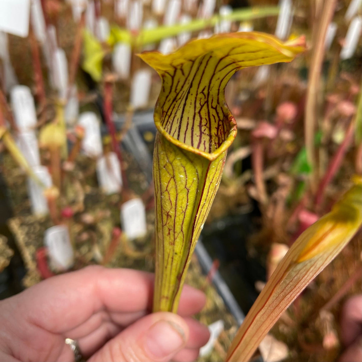 A close-up of a hand holding a yellow pitcher plant with dark red veining, with other plants and plant tags blurred in the background.