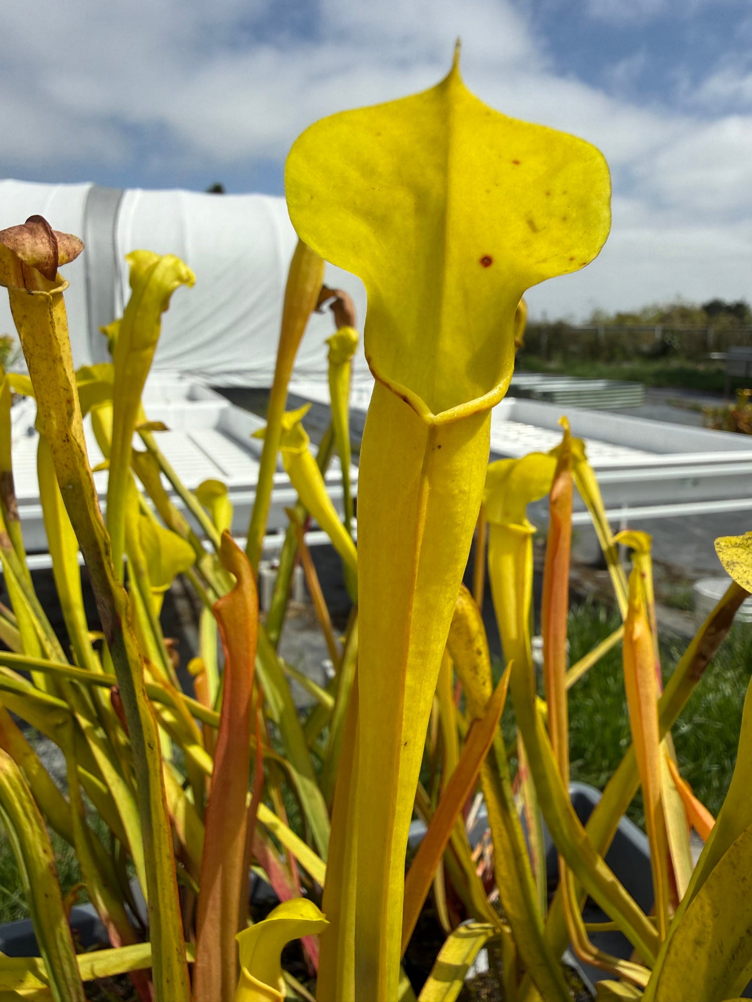 Sarracenia alata Veinless SA07 Pitcher Plant