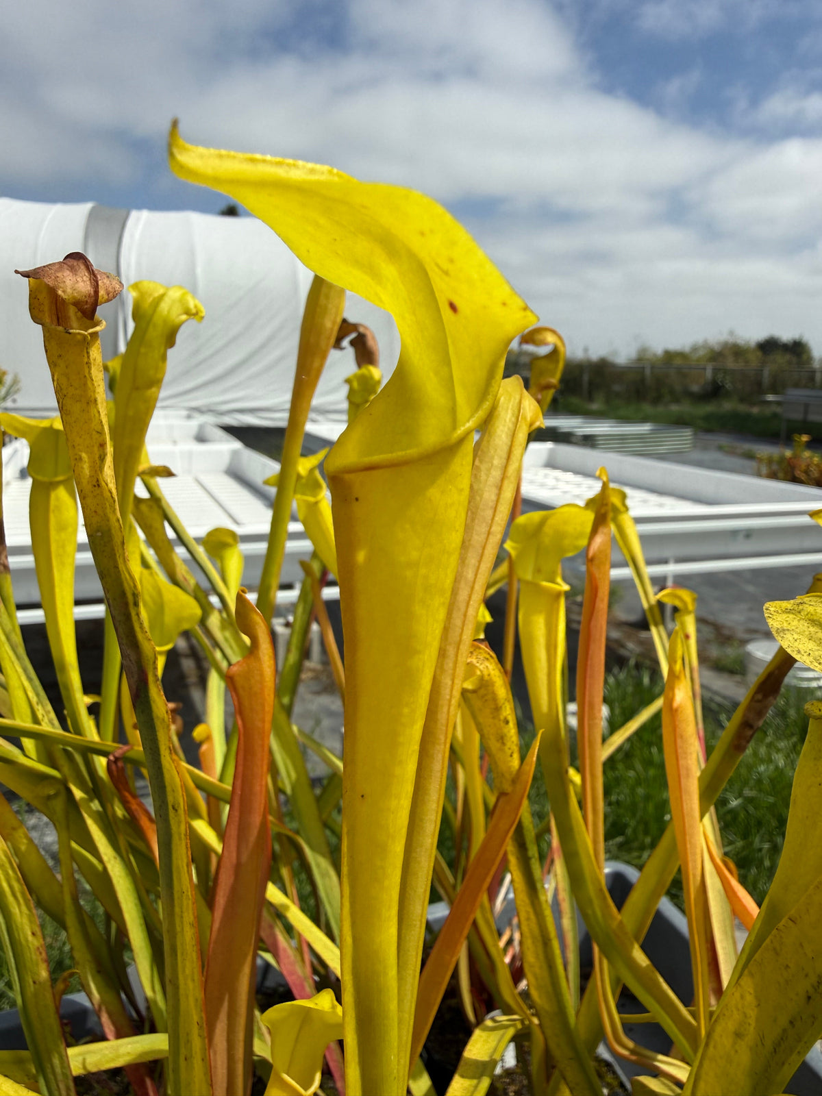 Sarracenia alata Veinless SA07 Pitcher Plant