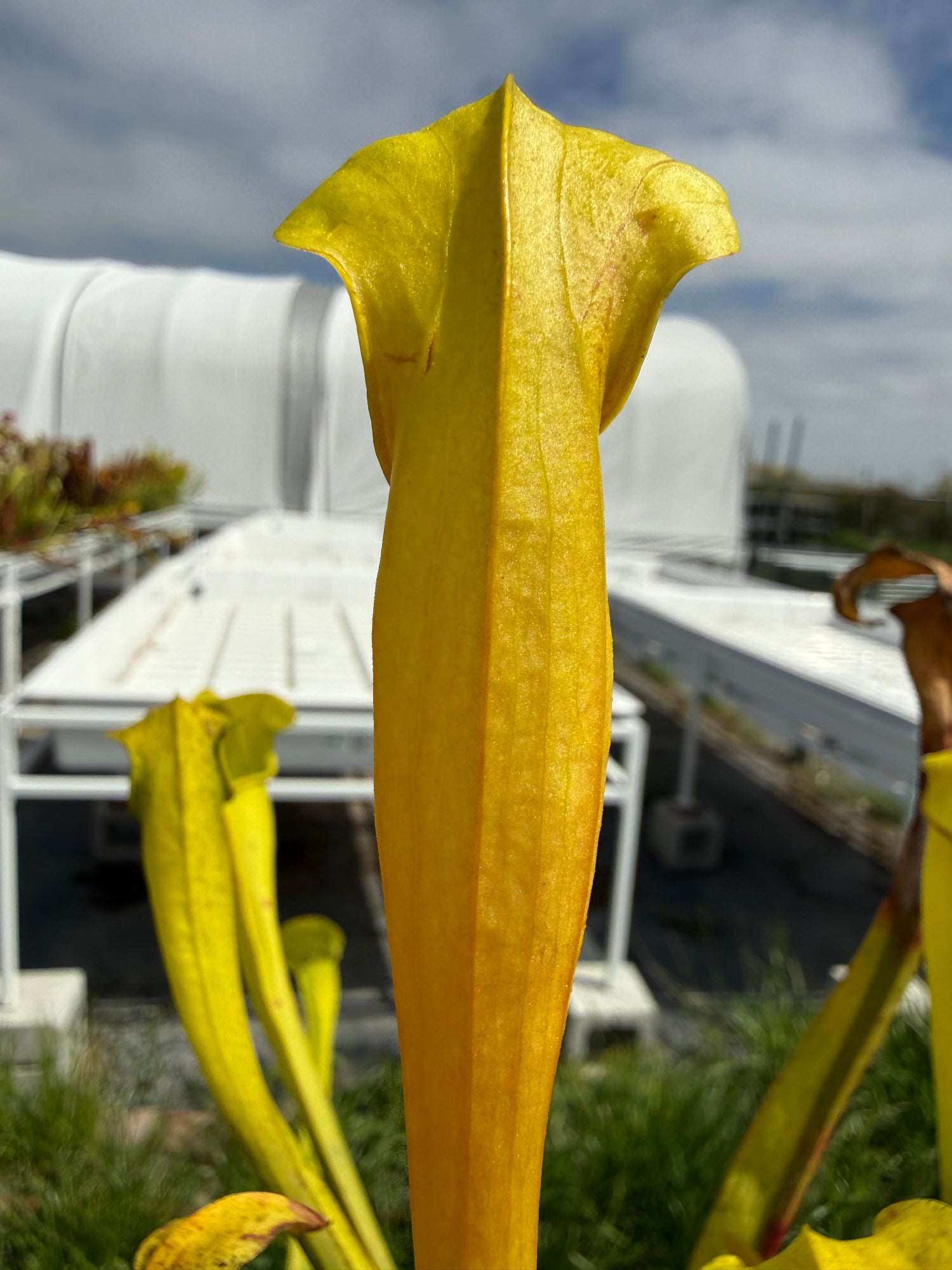 Sarracenia alata Veinless SA07 Pitcher Plant
