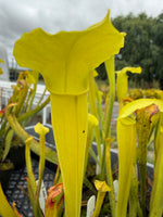 Close-up of a yellow pitcher plant with a blurred background