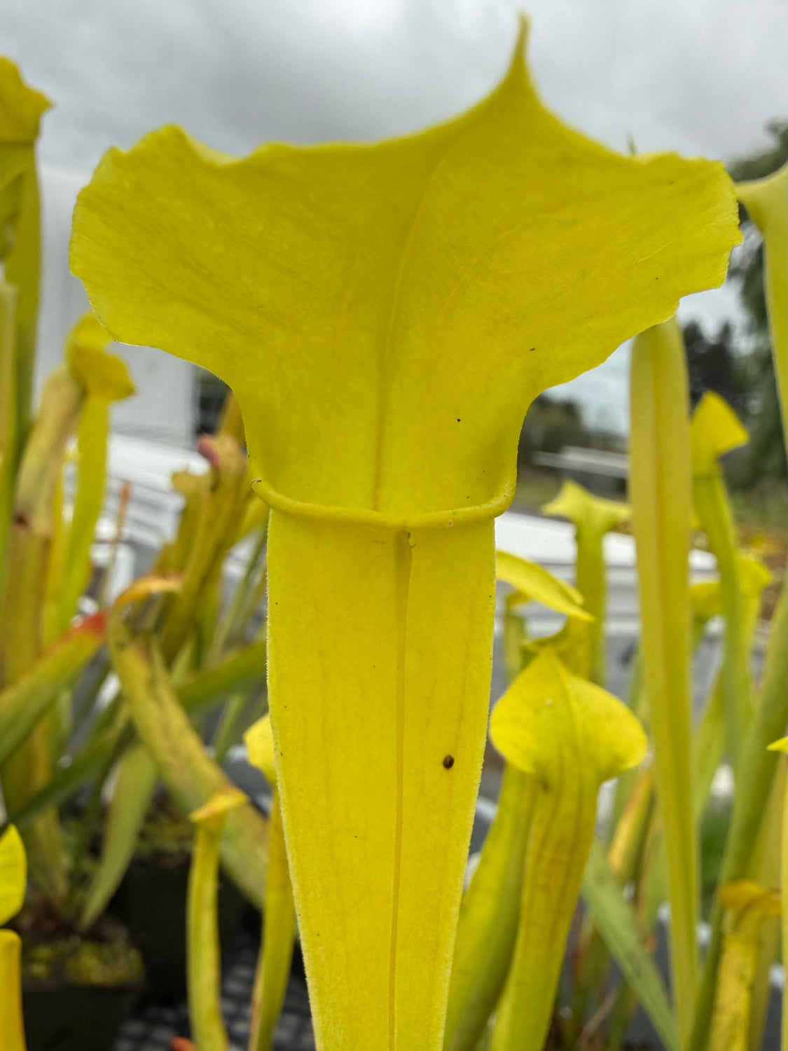 Close-up of a yellow pitcher plant with a blurred background