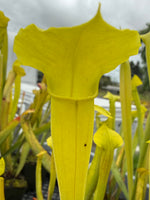 Close-up of a yellow pitcher plant with a blurred background