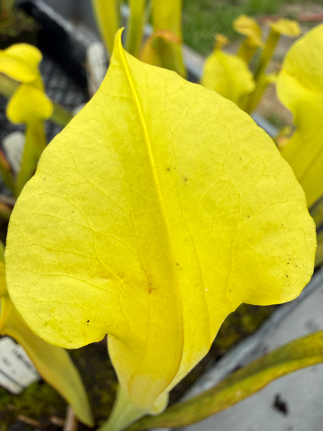 Close-up of a yellow pitcher plant leaf with a blurred background