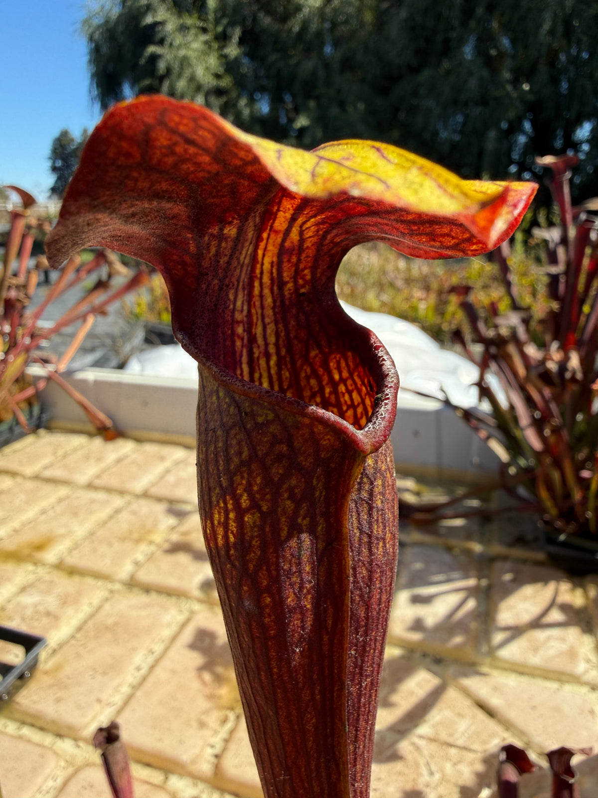 A red pitcher plant is in spook of water outside 