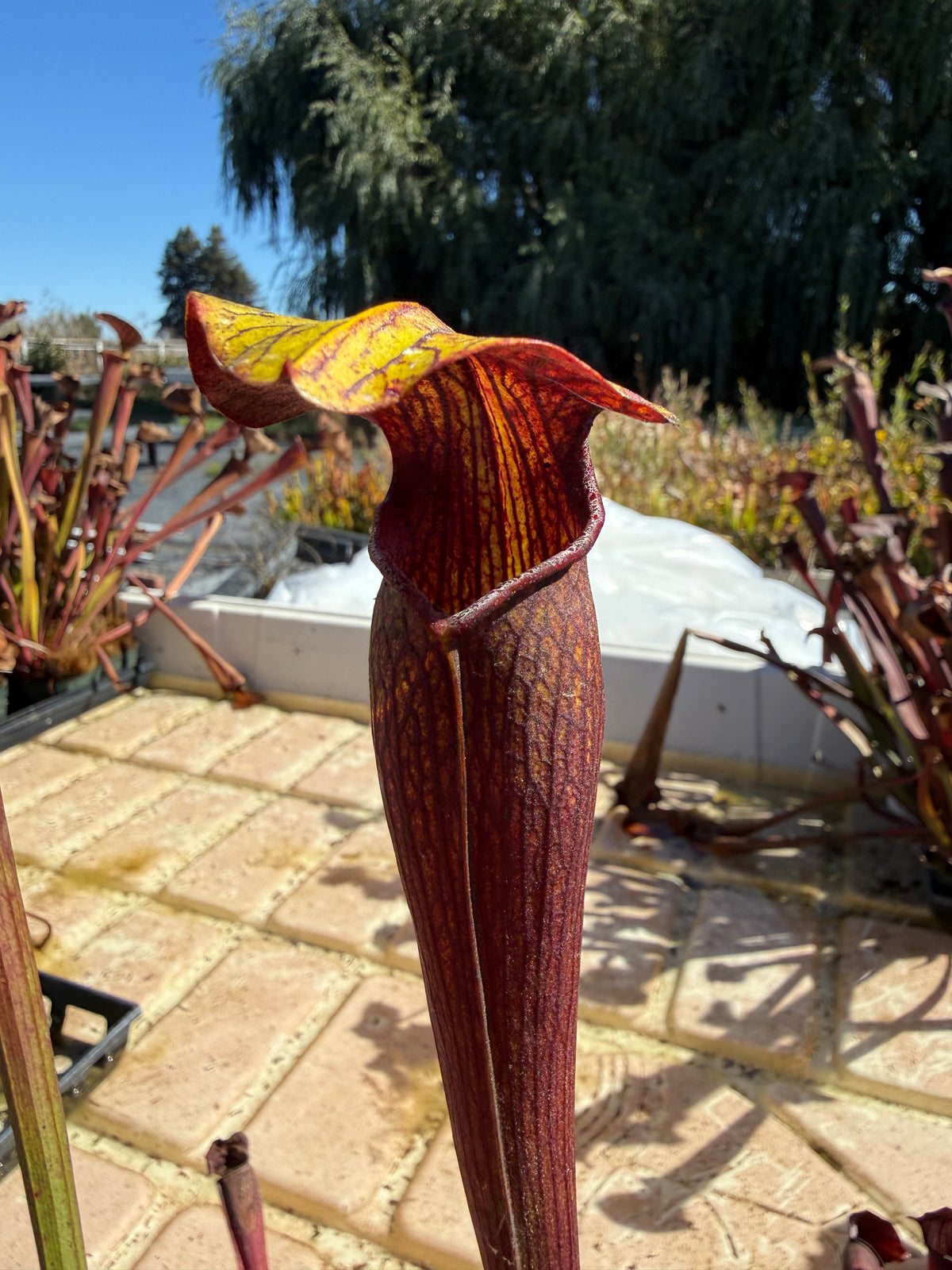 Dark red pitcher plant in a pool of water in a garden