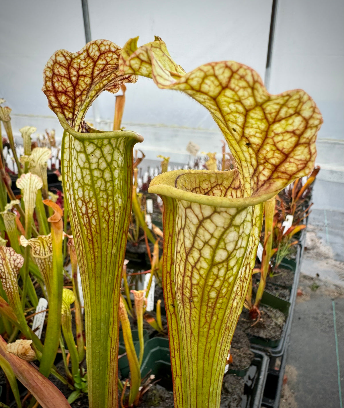 A potted Sarracenia alata x leucophylla plant with tall, green pitchers with white coloration and pink venation.