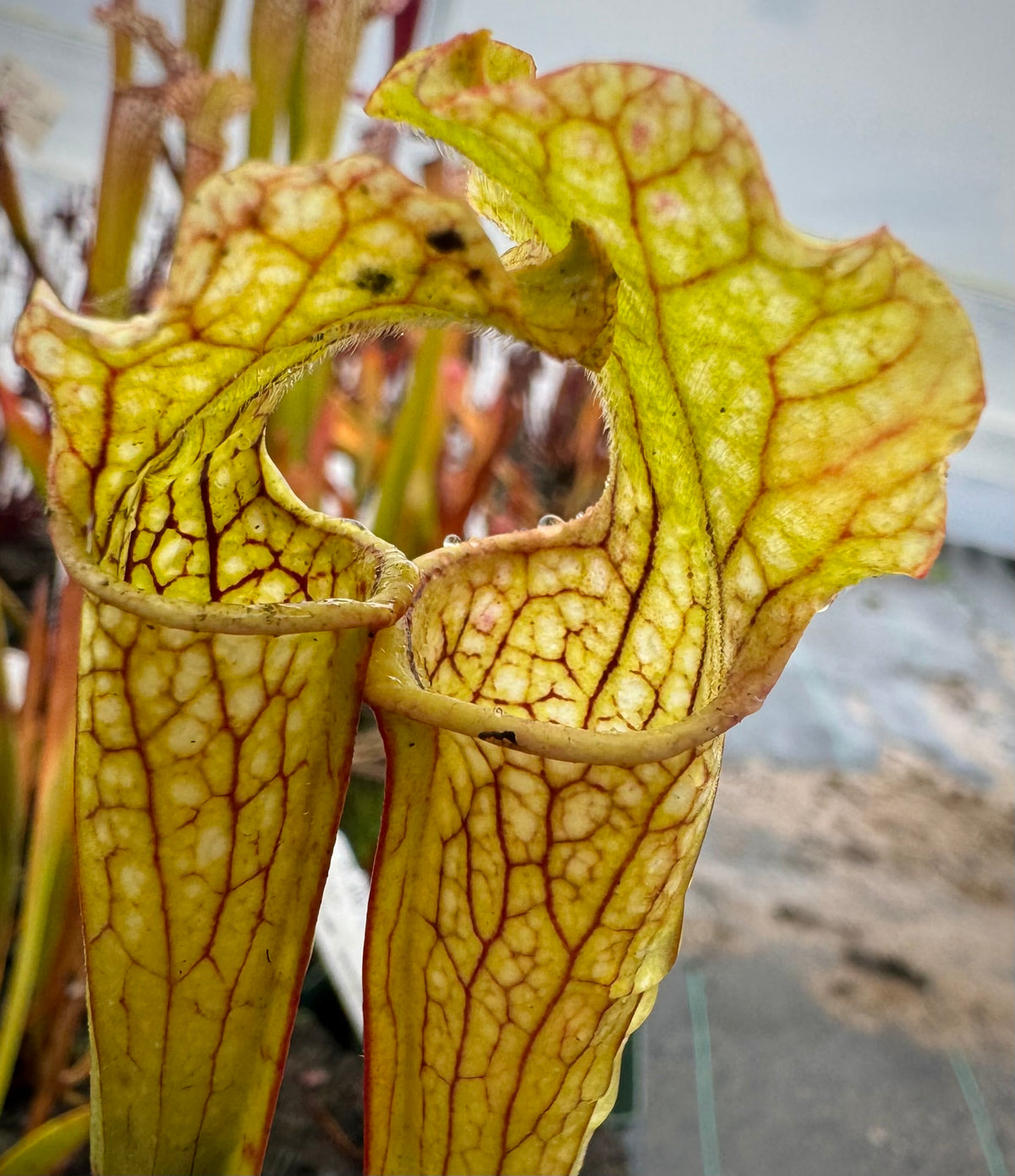 A potted Sarracenia alata x leucophylla plant with tall, green pitchers with white coloration and pink venation.