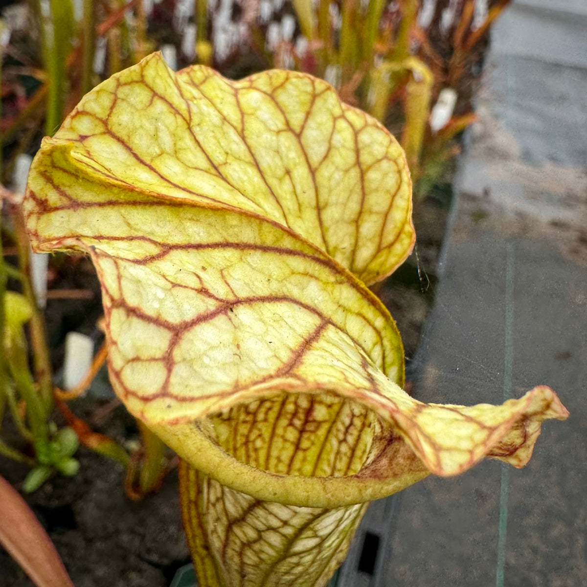 A potted Sarracenia alata x leucophylla plant with tall, green pitchers with white coloration and pink venation.