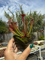 Sarracenia farnhamii Pitcher Plant